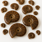 Polished Ammonite Fossils – Sold by the Pound