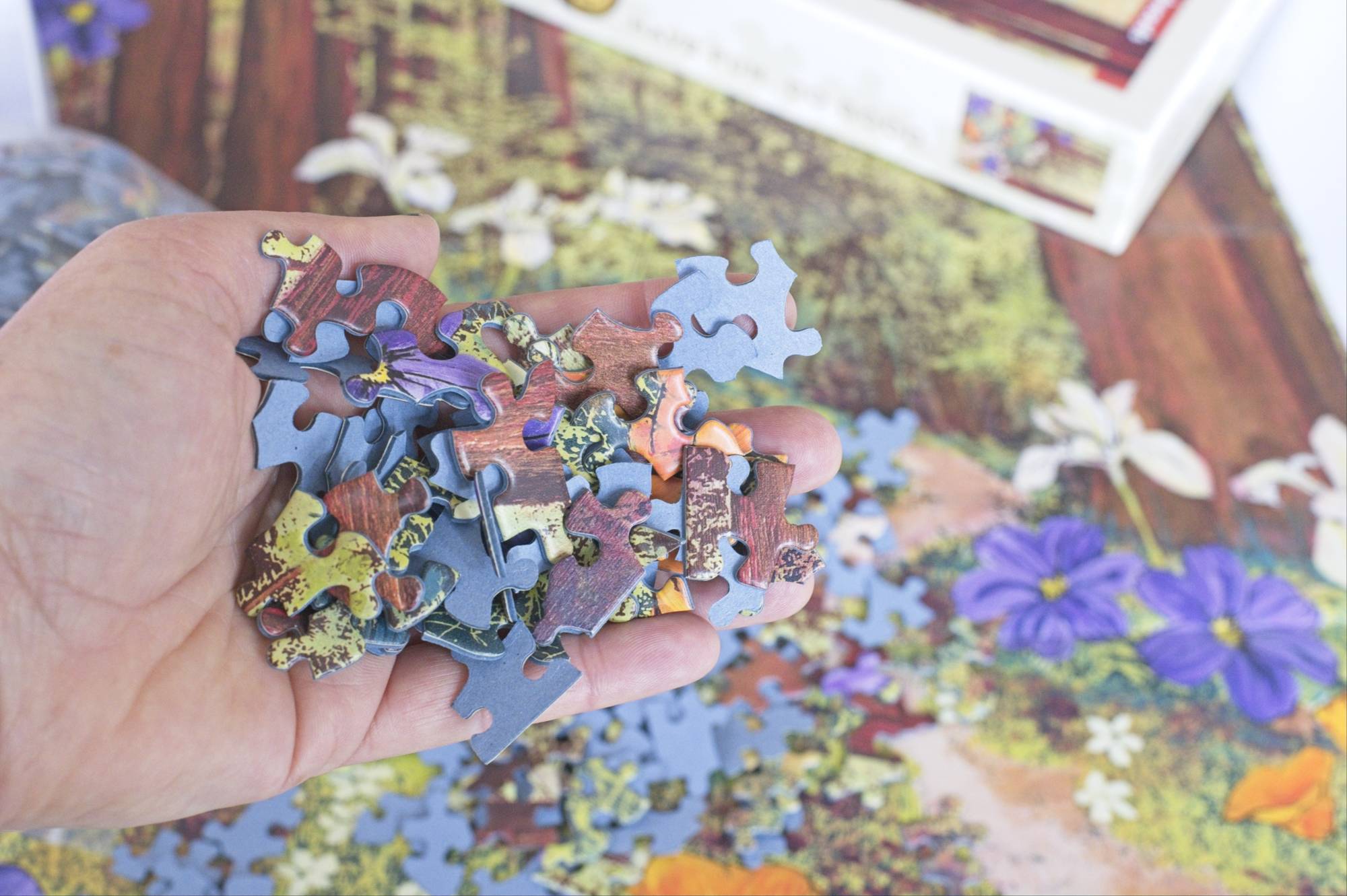 Golden Beams in Redwoods Puzzle – 1000 Pieces of California Forest Art by Hilary Williams