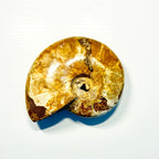 Polished Ammonite Fossils – Sold by the Pound