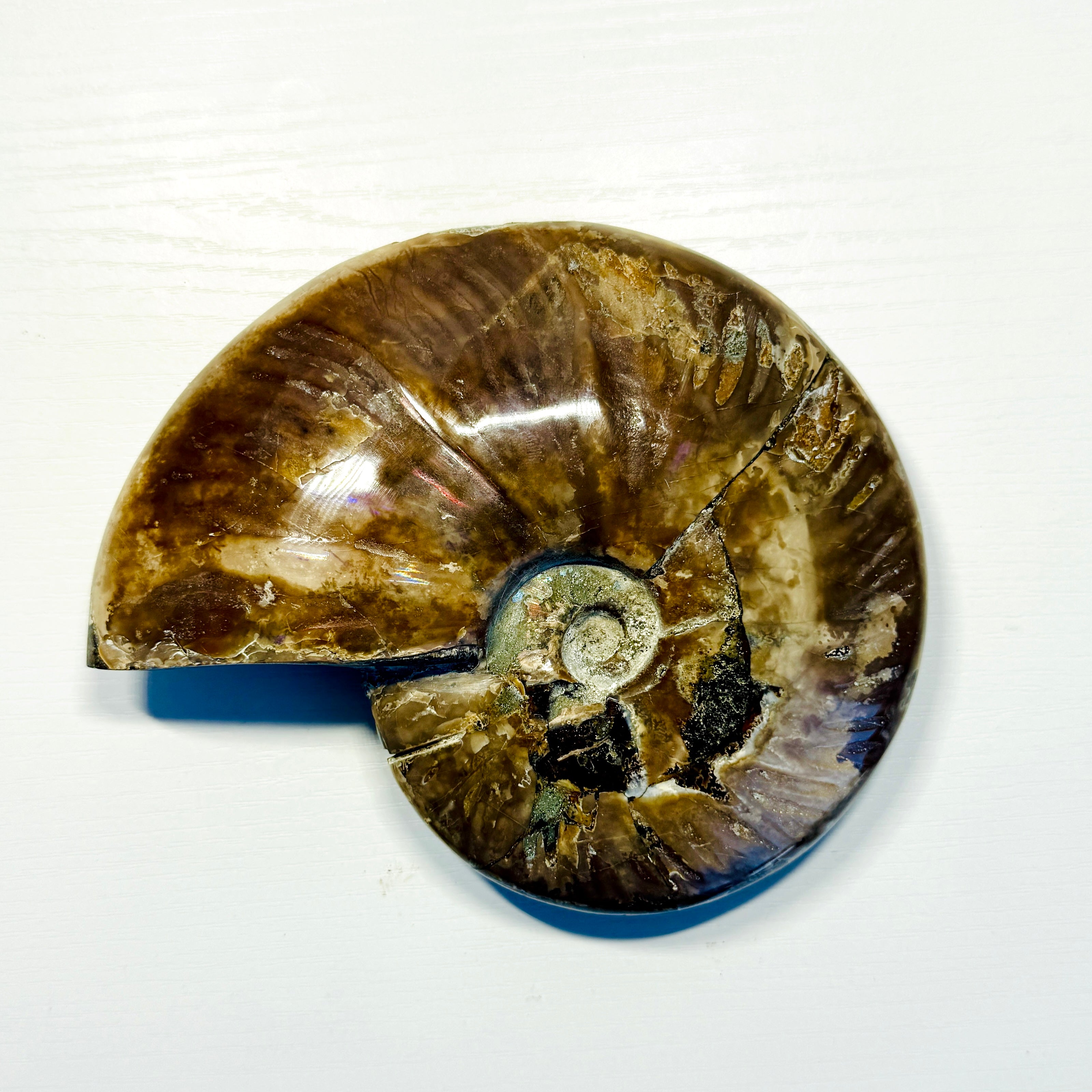 Polished Ammonite Fossils – Sold by the Pound